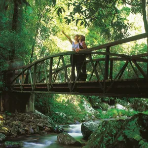 Visitors on bridge over creek looking at rainforest in Springbrook National Park.