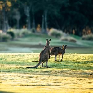 Kangaroos on the golf course