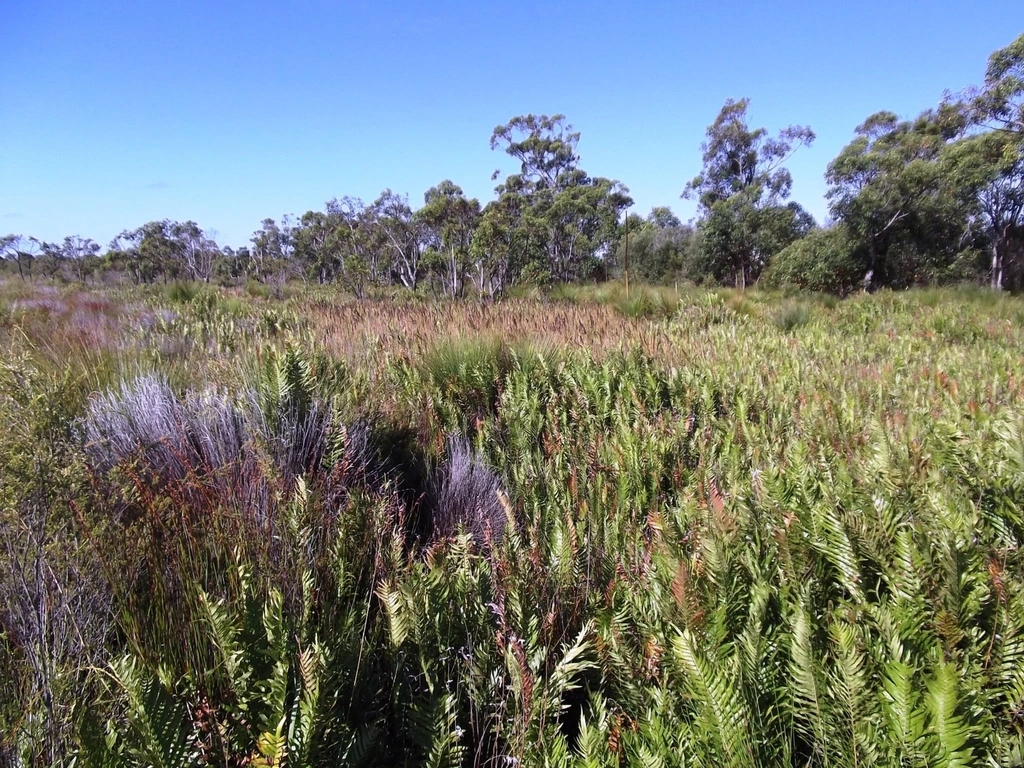 Coastal heath in Pine Ridge