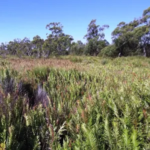 Coastal heath in Pine Ridge