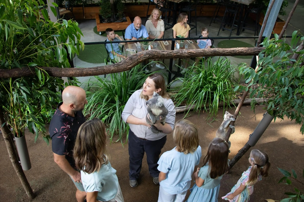 Grazy Arvo with Koalas at Currumbin Wildlife Sanctuary Image 1