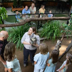 Grazy Arvo with Koalas at Currumbin Wildlife Sanctuary Image 1