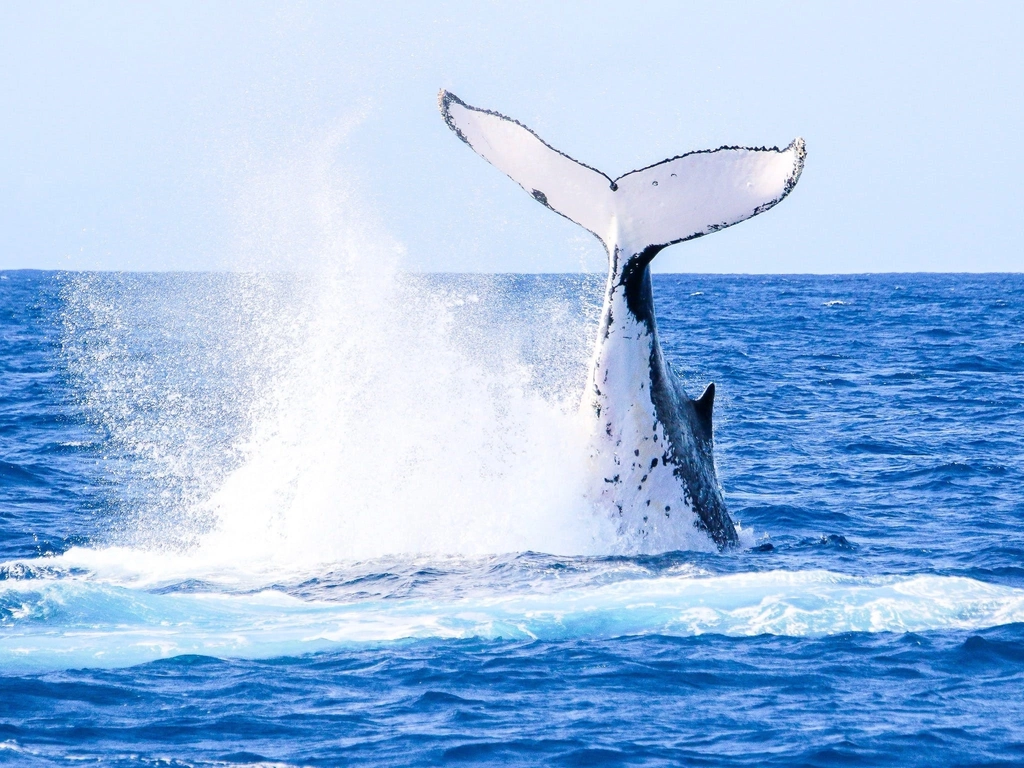 Whales In Paradise