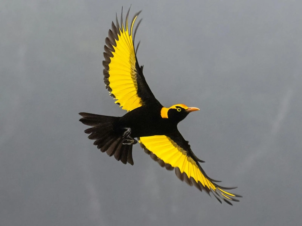 Regent Bowerbird at O'Reilly's Rainforest Retreat