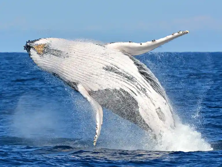 Whale Watch Queensland