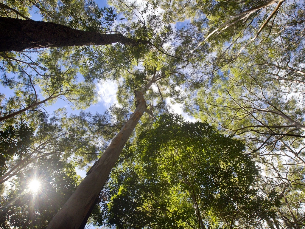 Apple Tree Park Gold Coast