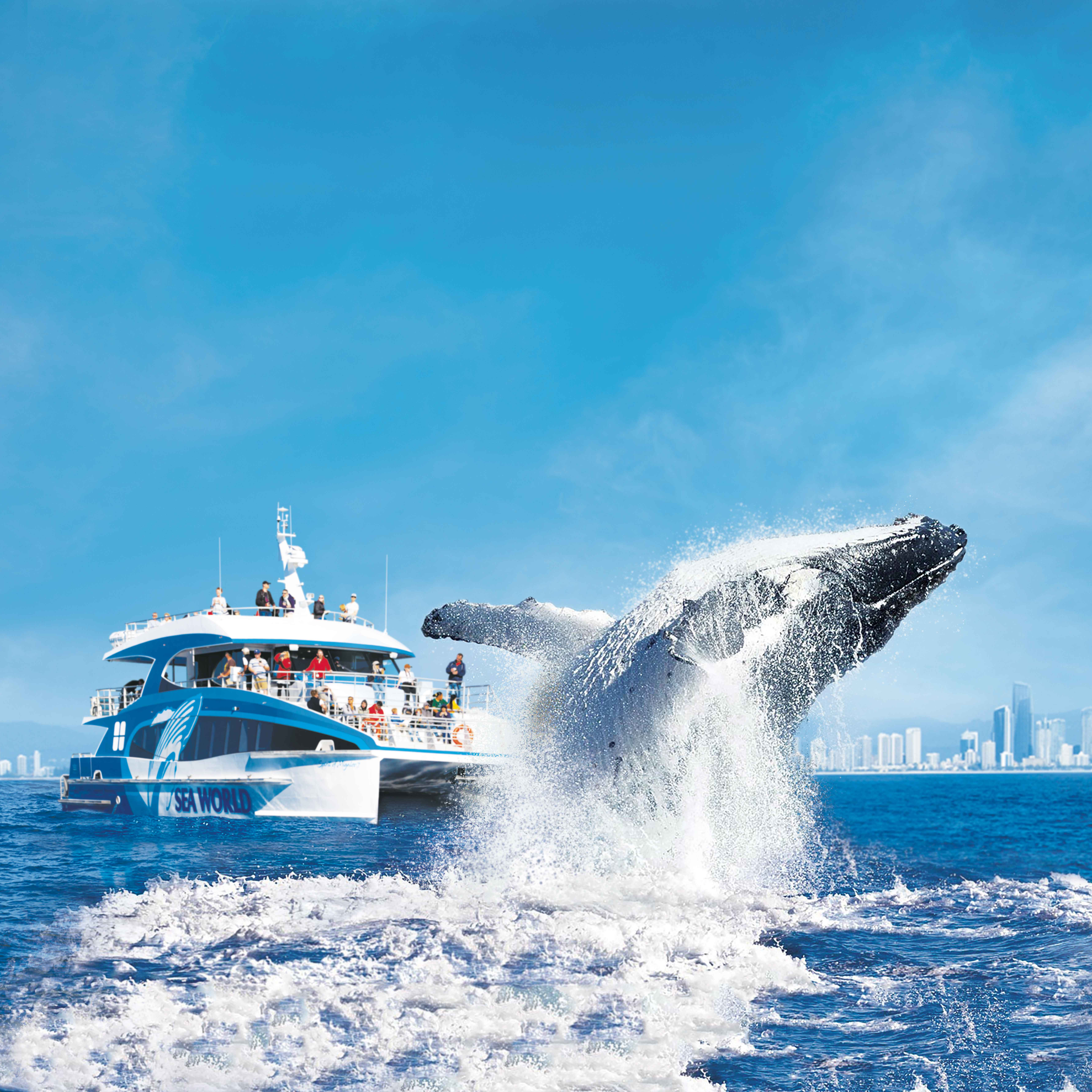 Sea World Whale Watching.jpg
