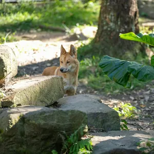 A dingo standing behind some boulders, within its wildlife enclosure.