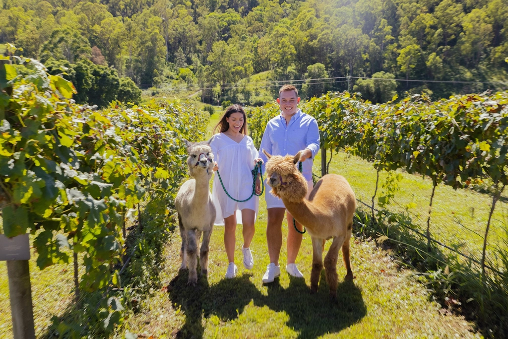 5. Hot_Air_Balloon_Gold_Coast_breakfast_alpaca_walk copy_less than 4mb