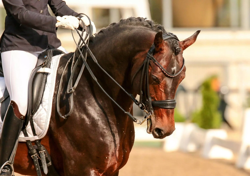 Mastery of the Horse - Australian Outback Spectacular Image 3