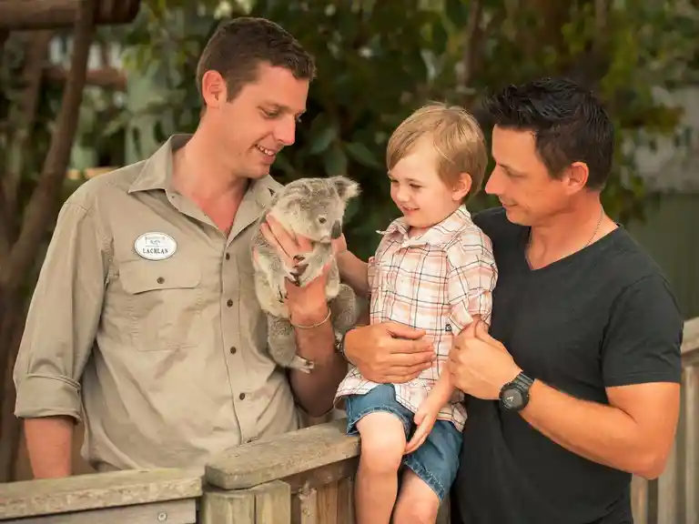 Paradise Country Koala