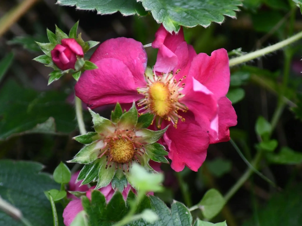 strawberry foraging