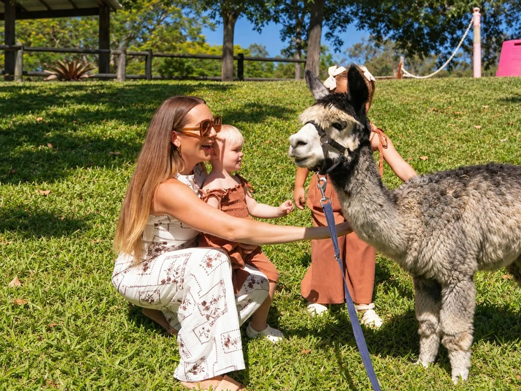alpacas and family