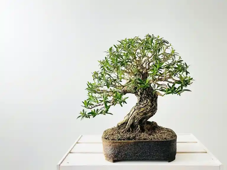 Learn to design and create your own bonsai - Mount Tamborine Sip 'n' Dip Image 1