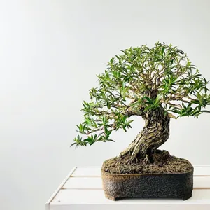 Learn to design and create your own bonsai - Mount Tamborine Sip 'n' Dip Image 1