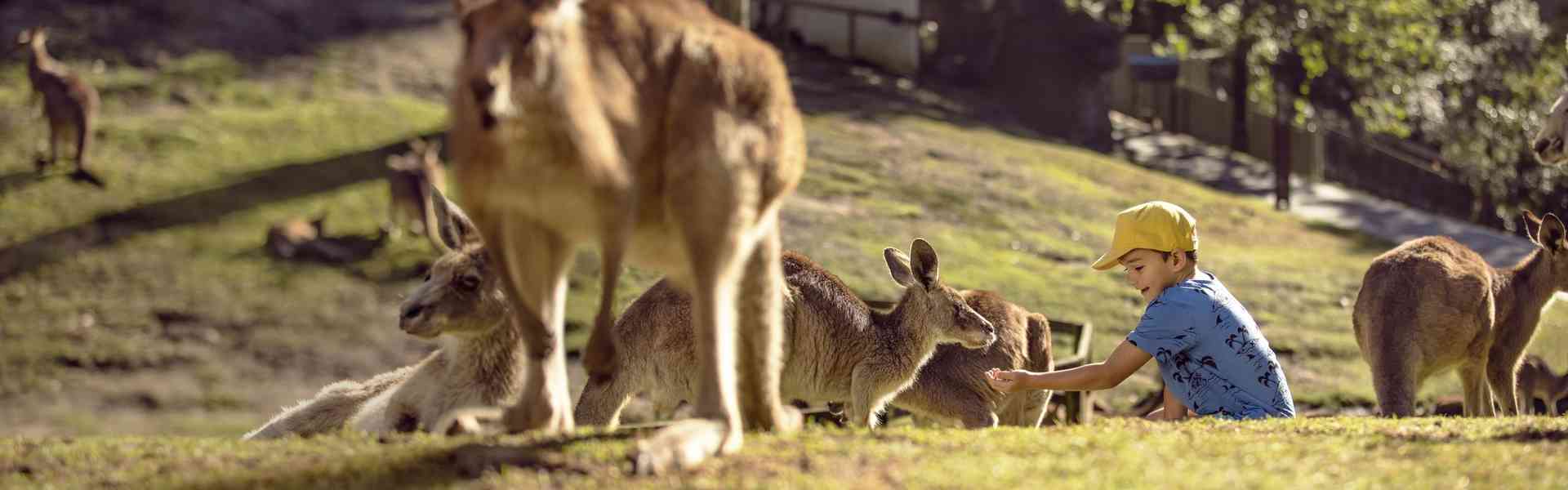 Currumbin Wildlife Sanctuary