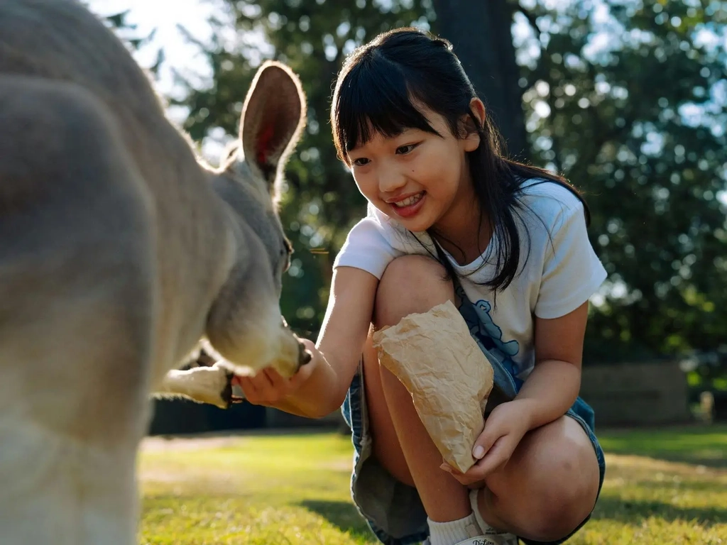 Child hand feeding kangaroo