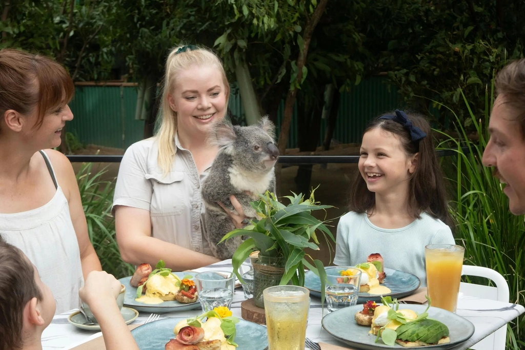 Koala Breakfast at Currumbin Wildlife Sanctuary Image 4