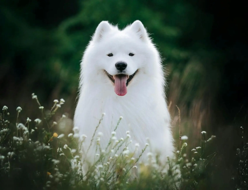 Top Dog Film Festival World Tour Gold Coast Image 1