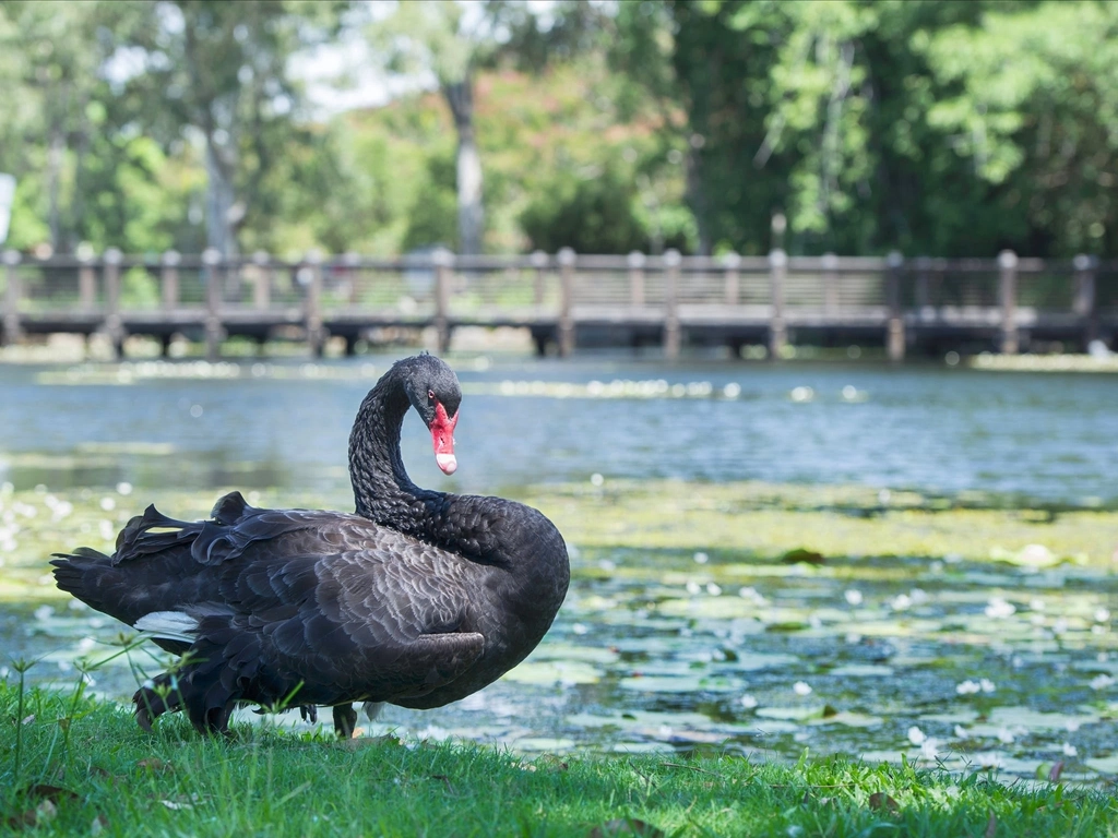 Botanic Gardens swans