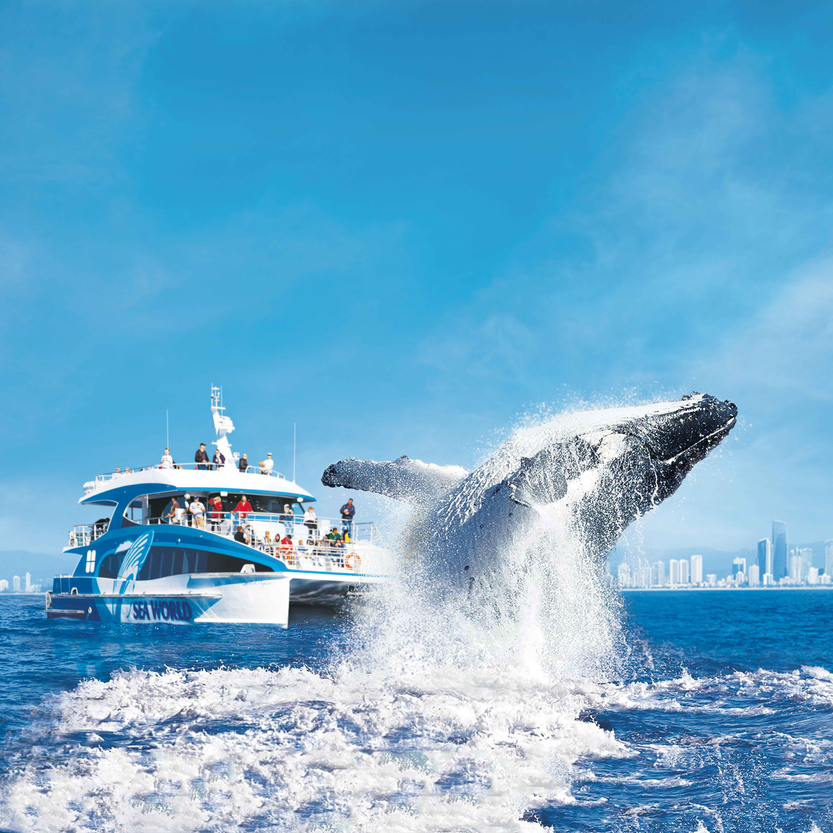 1. TheTourCollective_Sea World Whale Watch_Gold Coast_Whale Watching_Spirit of Migaloo with whale breaching_HERO_TTC06700 (1).jpg