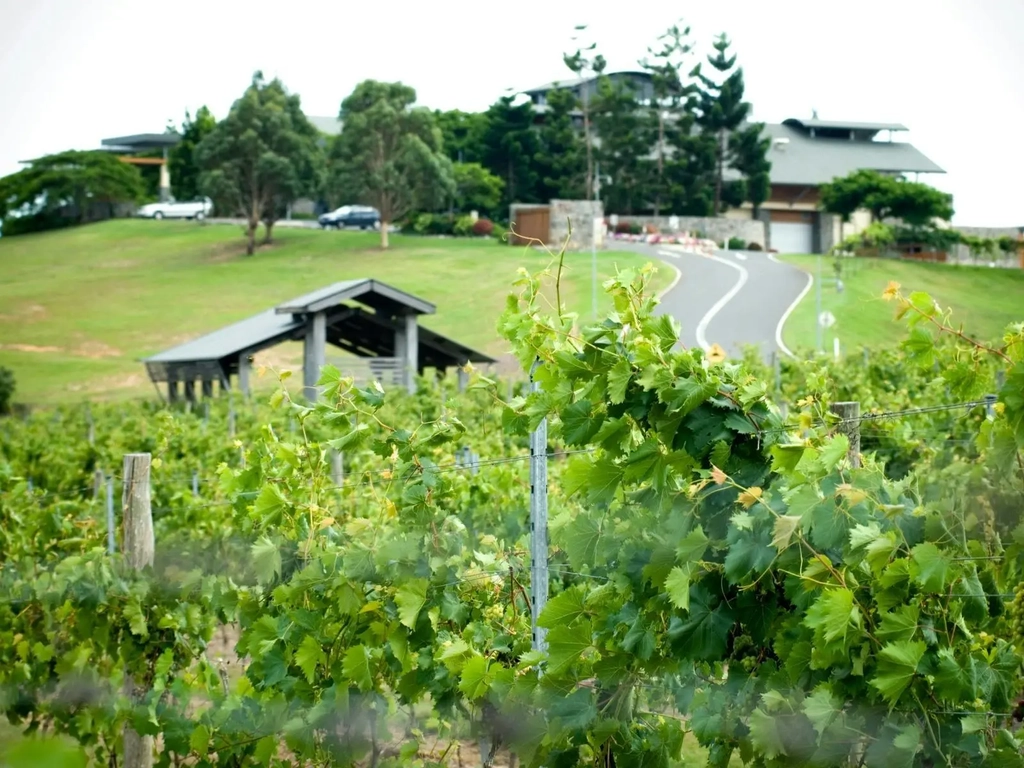 Mt Cotton Vineyard