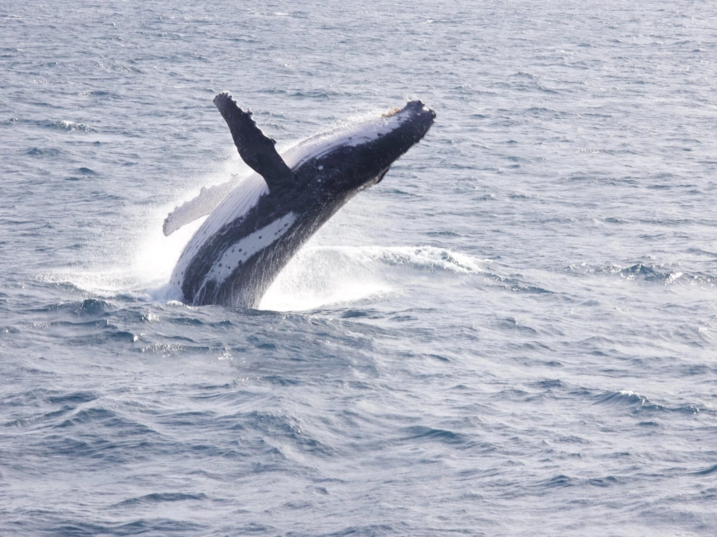 Humpback breaching