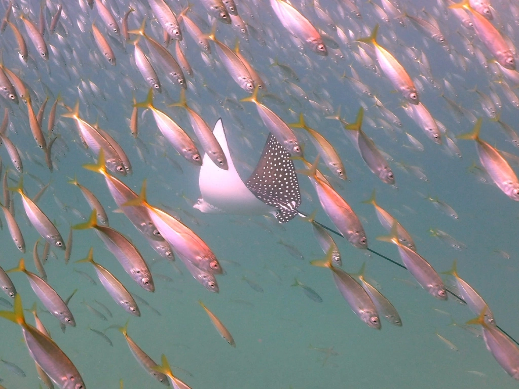 Spotted Eagle ray