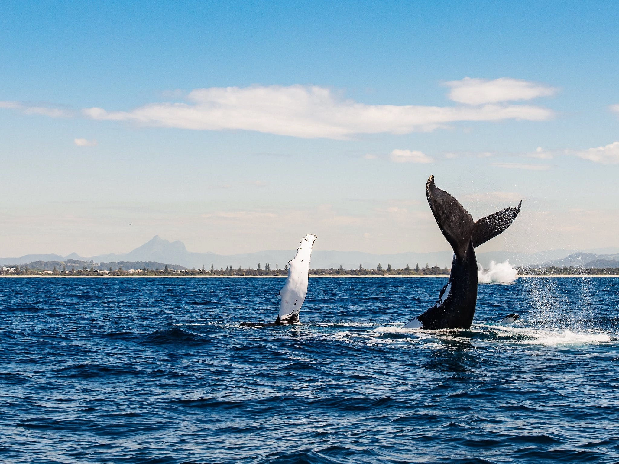 20% off Intimate Whale Watching Experience