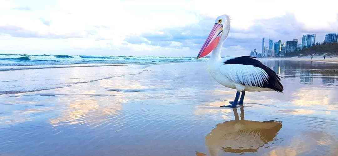 Love Birds? You’ll Love The Gold Coast