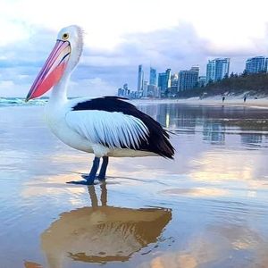 Love Birds Youll Love The Gold Coast