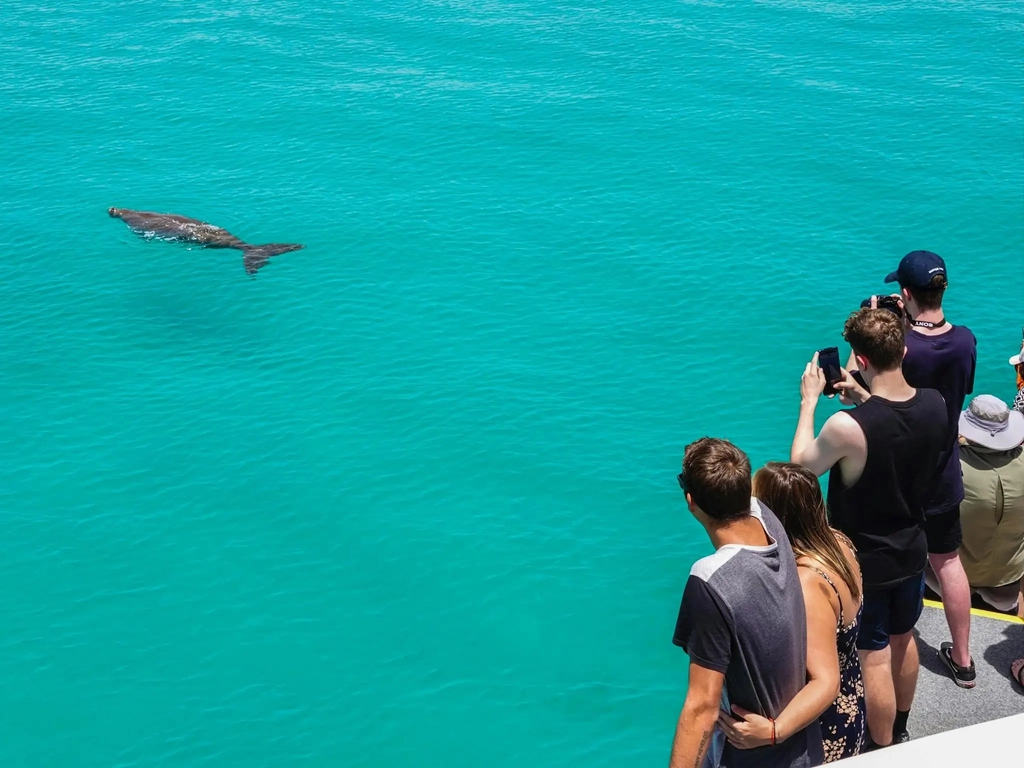 Passengers on boat looking at dugong