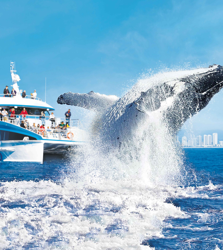 Sea World Cruises: Whale Watching - Tour Collective