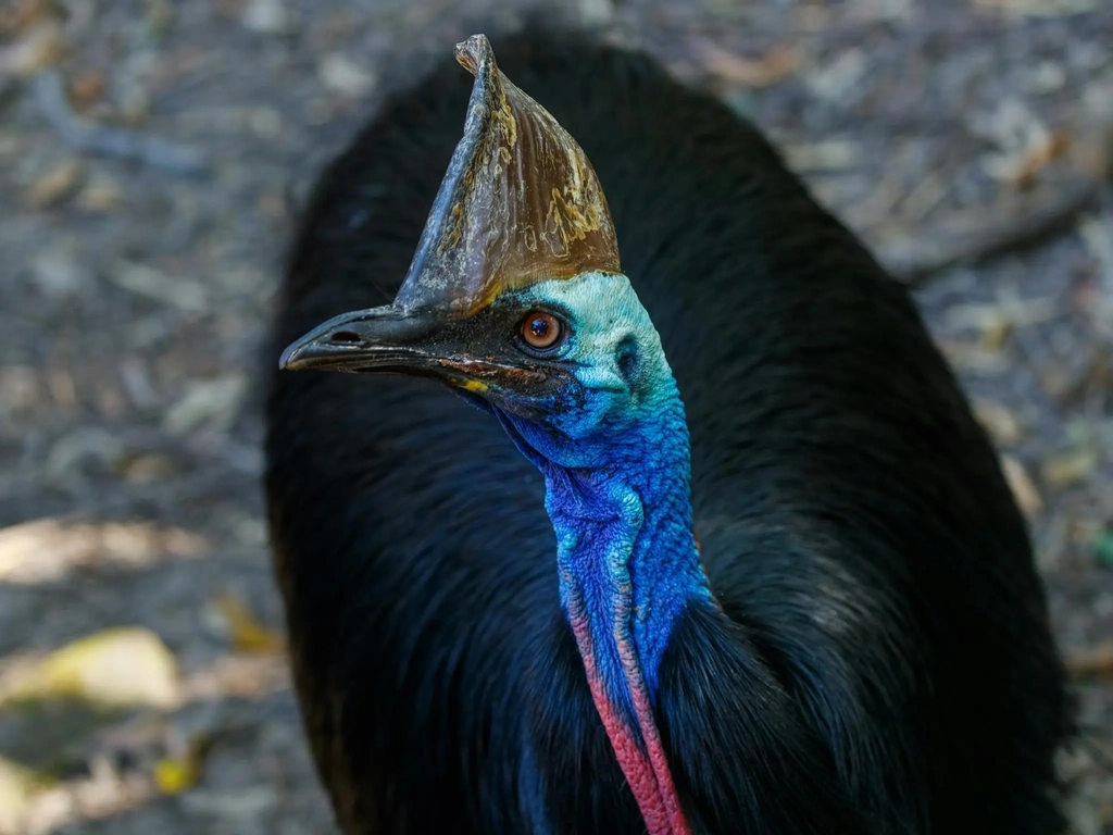 Close-up of a southern cassowary with a blue neck and distinctive casque.