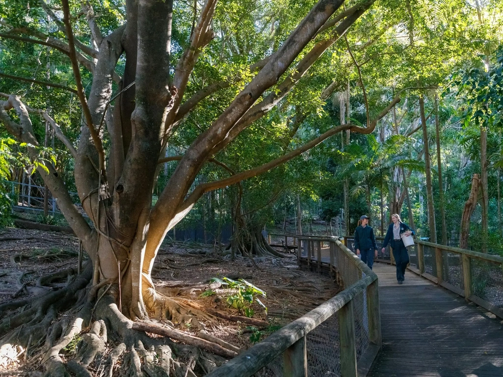 People walking along a boardwalk through lush rainforest beside a large fig tree.