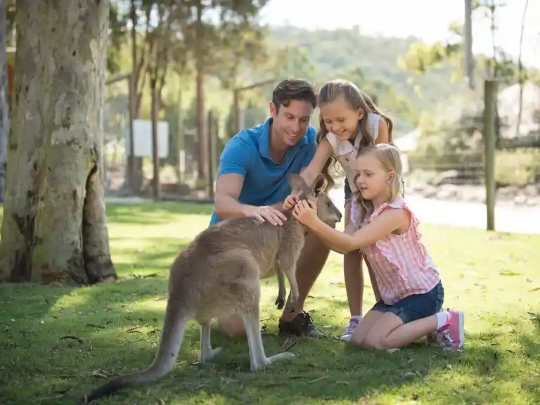 Kangaroos
