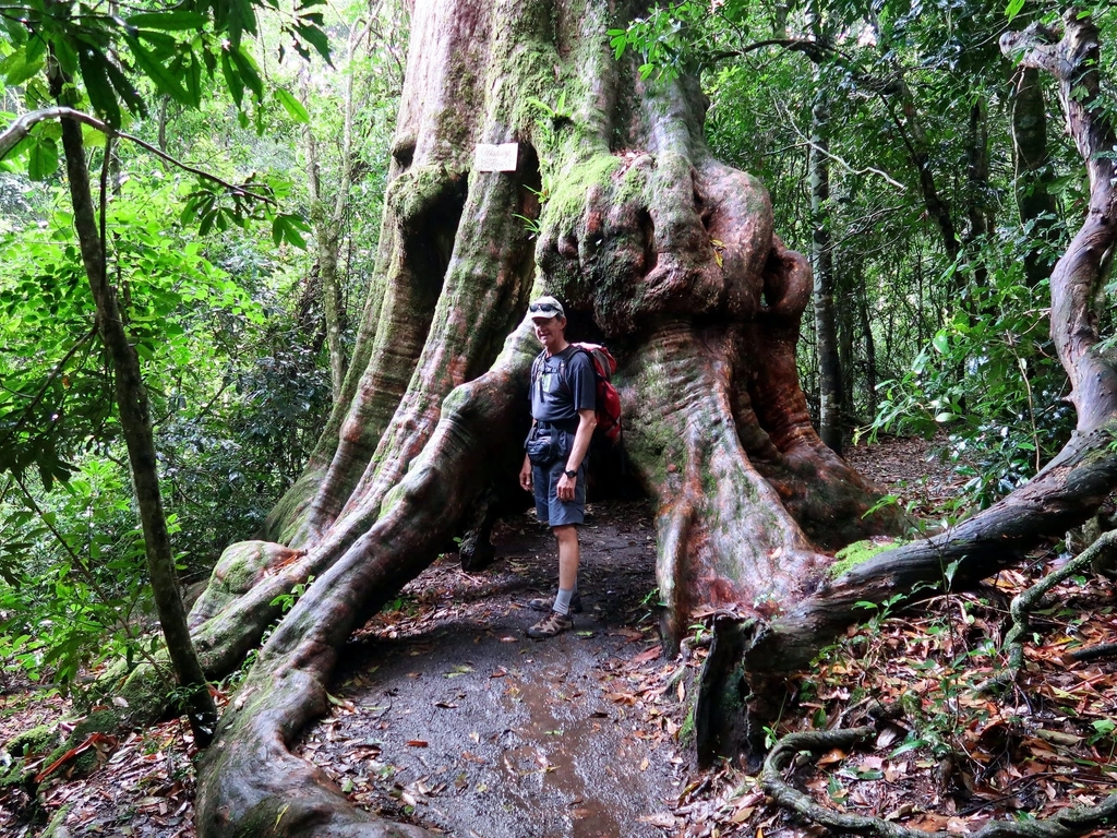 Wishing Tree Track Lamngton NP