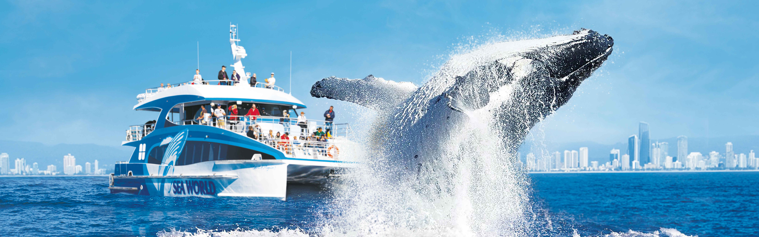 Sea World Cruises: Whale Watching - Tour Collective