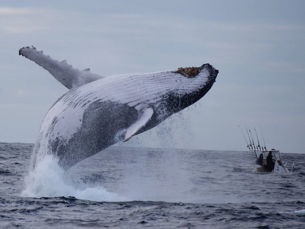 Whale Watch Queensland