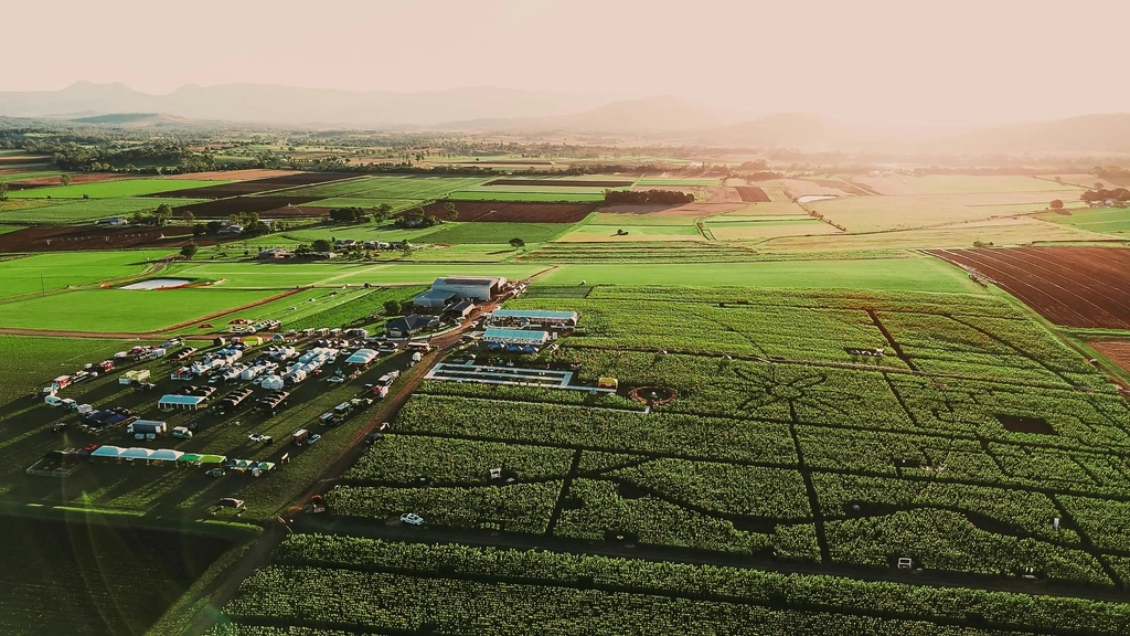 Kalbar Sunflower Festival Image 8