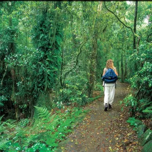 Bushwalker in rainforest, Springbrook National Park