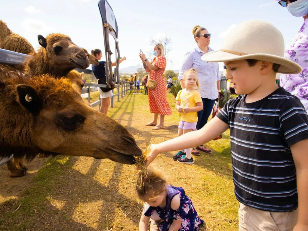 Autumn  Markets - Summer Land Camels Image 3