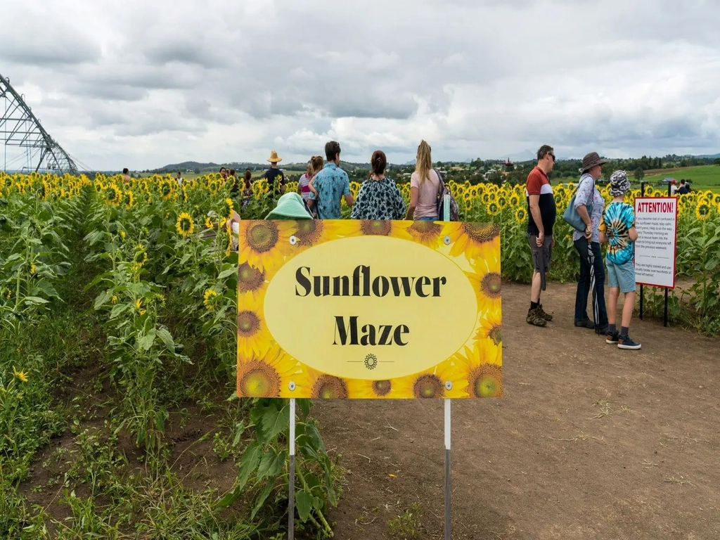 Kalbar Sunflower Festival Image 4