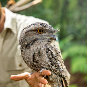 David Fleay’s Wildlife Park