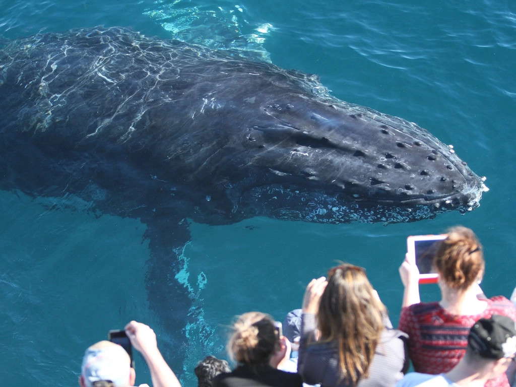 Spirit of Gold Coast Whale Watching