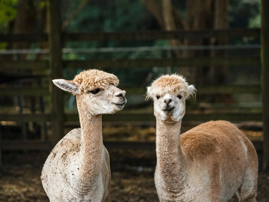 alpacas
