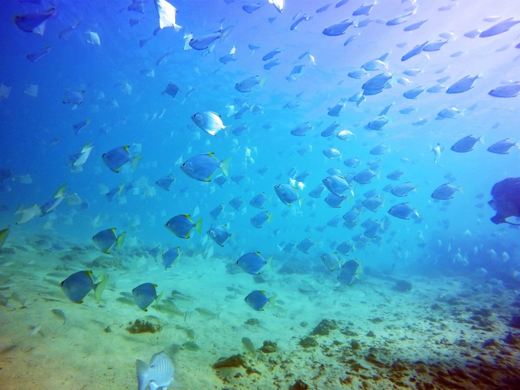 Gold Coast Underwater
