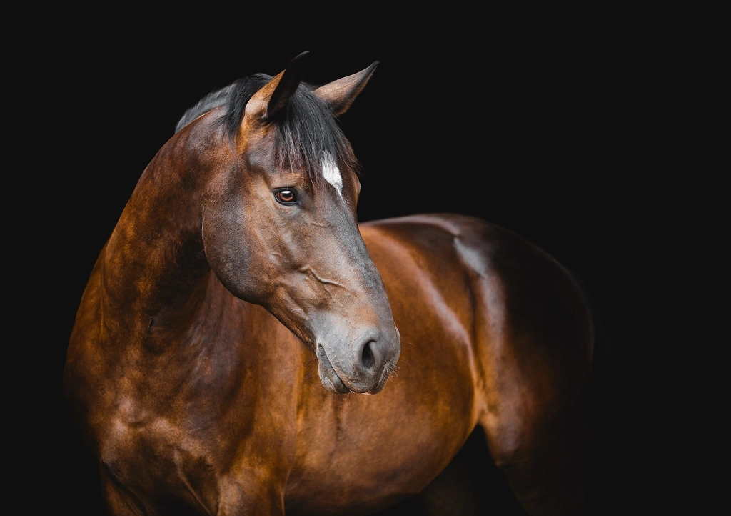 Mastery of the Horse - Australian Outback Spectacular Image 1