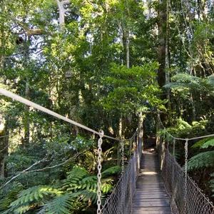 Tree Top Walkway