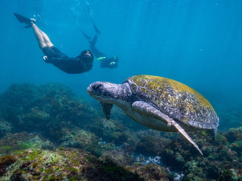 the owner and friend going for a swim with turtles.